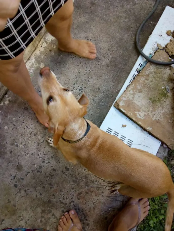 Cachorro ra a Vira lata idade 1 ano nome Suzy