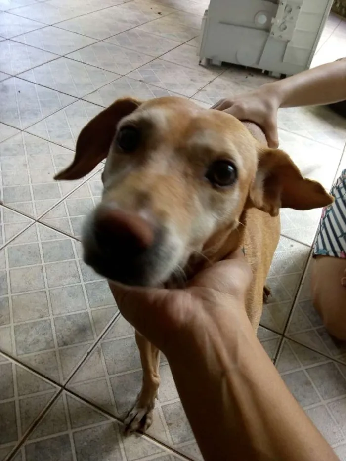 Cachorro ra a Vira lata idade 1 ano nome Suzy