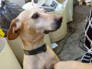 Cachorro raça Vira lata idade 1 ano nome Suzy