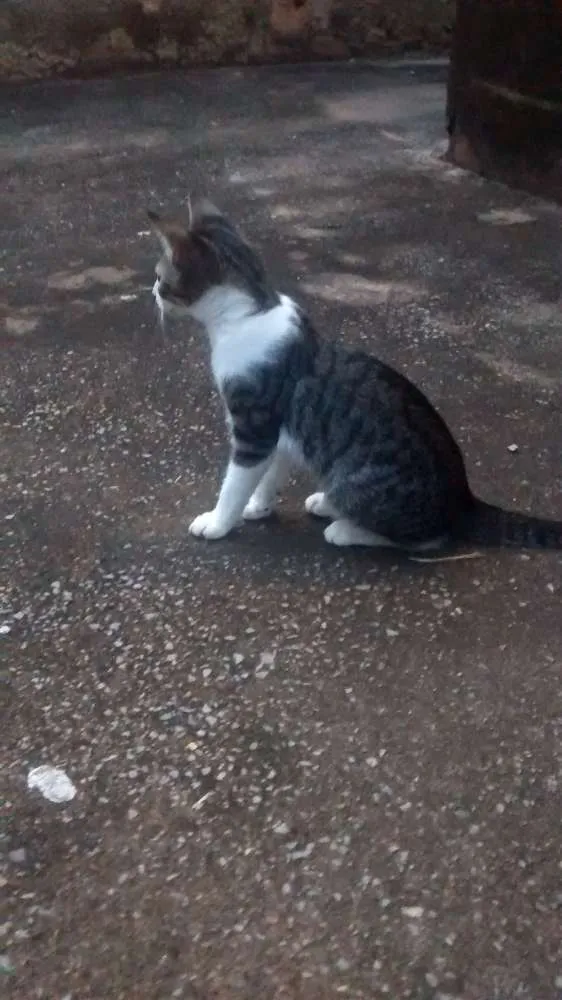 Gato raça Sem raça idade 2 a 6 meses nome Sem nome