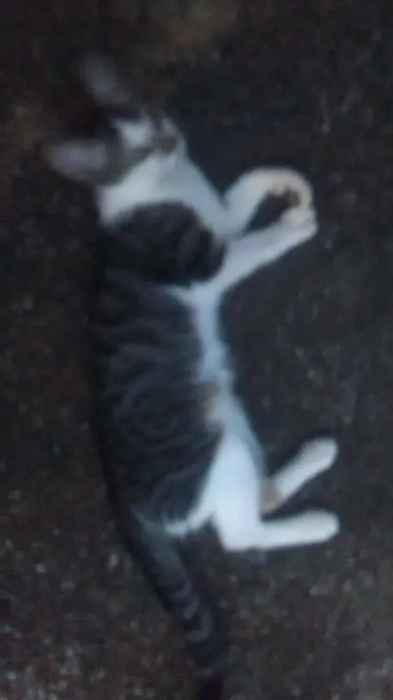 Gato raça Sem raça idade 2 a 6 meses nome Sem nome