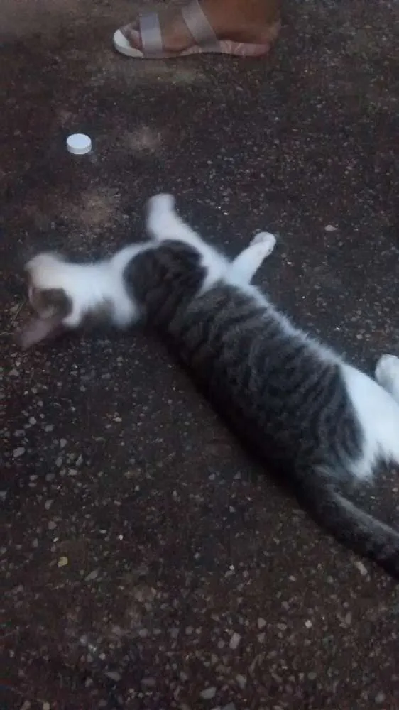 Gato raça Sem raça idade 2 a 6 meses nome Sem nome