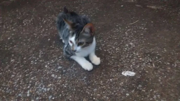 Gato raça Sem raça idade 2 a 6 meses nome Sem nome
