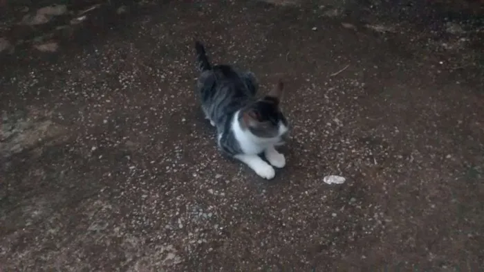 Gato raça Sem raça idade 2 a 6 meses nome Sem nome
