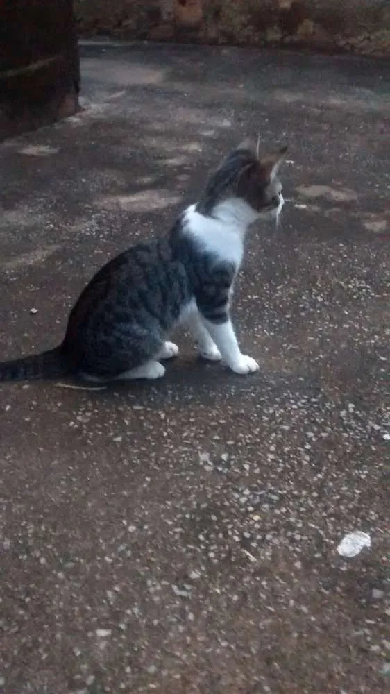 Gato raça Sem raça idade 2 a 6 meses nome Sem nome