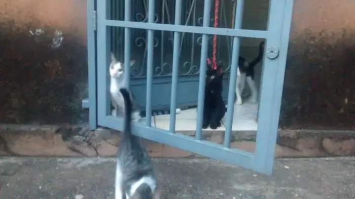Gato raça Sem raça idade 2 a 6 meses nome Sem nome