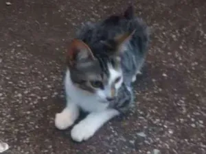 Gato raça Sem raça idade 2 a 6 meses nome Sem nome