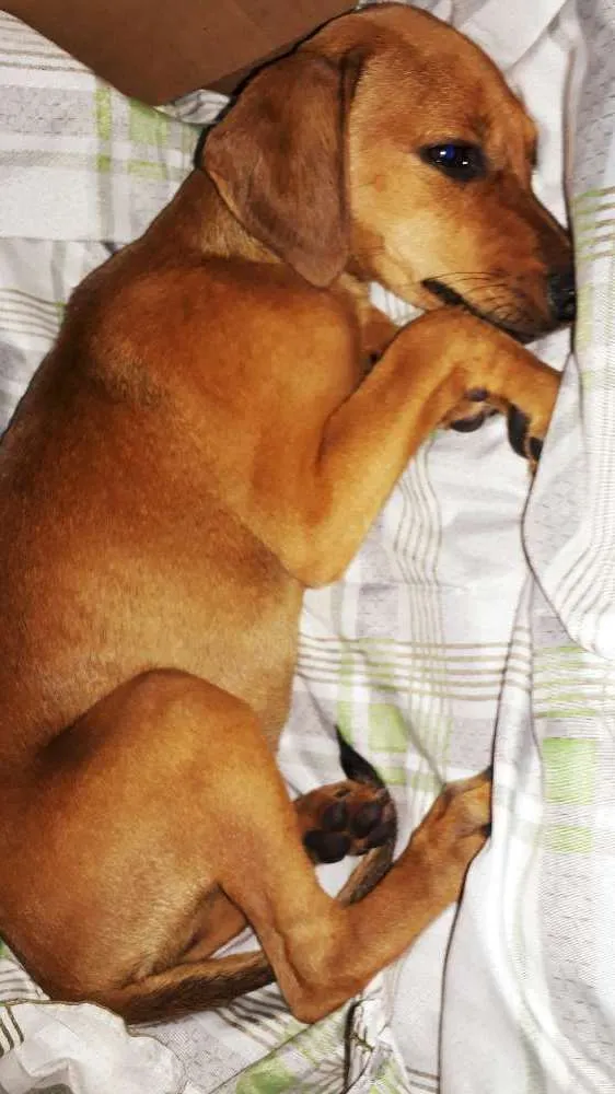 Cachorro ra a Srd idade 2 a 6 meses nome Mel