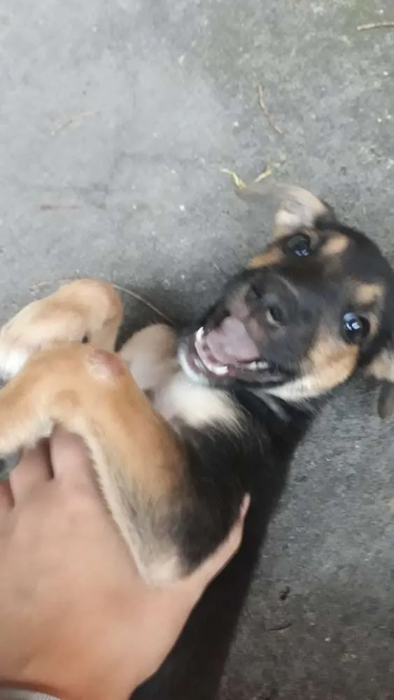 Cachorro ra a Srd idade 2 a 6 meses nome Filhote