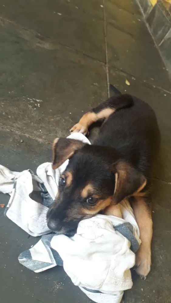 Cachorro ra a Srd idade 2 a 6 meses nome Filhote