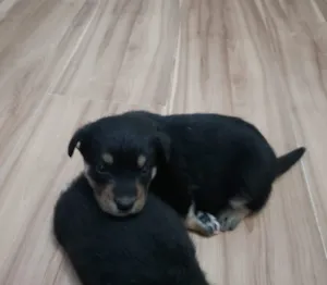 Cachorro raça Vira lata idade Abaixo de 2 meses nome Filhotinho