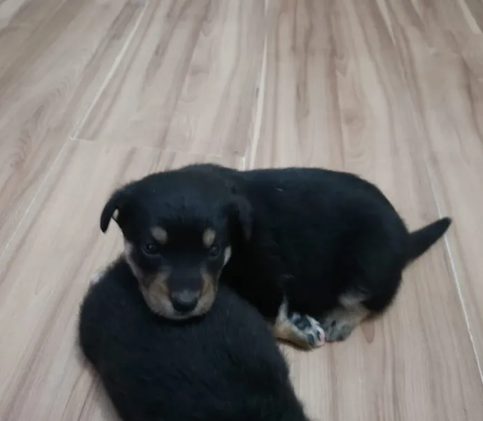 Cachorro ra a Vira lata idade Abaixo de 2 meses nome Filhotinho