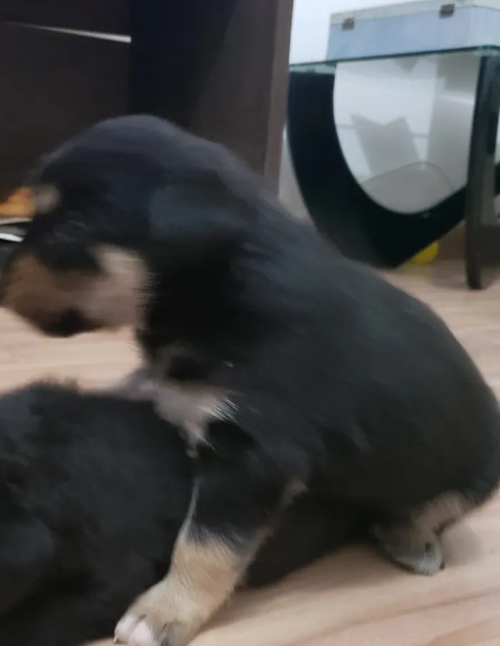 Cachorro ra a Vira lata idade Abaixo de 2 meses nome Filhotinho