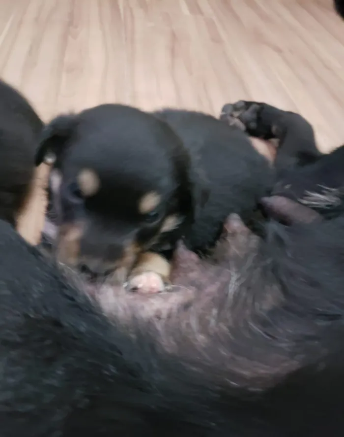 Cachorro ra a Vira lata idade Abaixo de 2 meses nome Filhotinho