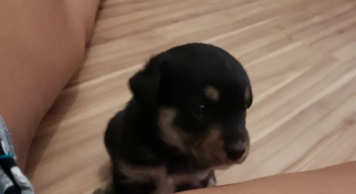 Cachorro ra a Vira lata idade Abaixo de 2 meses nome Filhotinho