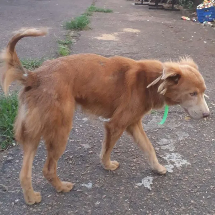 Cachorro ra a misturado idade 3 anos nome Tupã