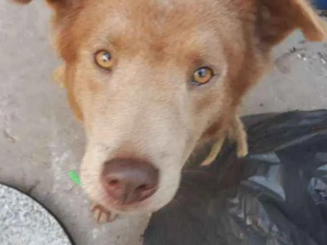 Cachorro ra a misturado idade 3 anos nome Tupã