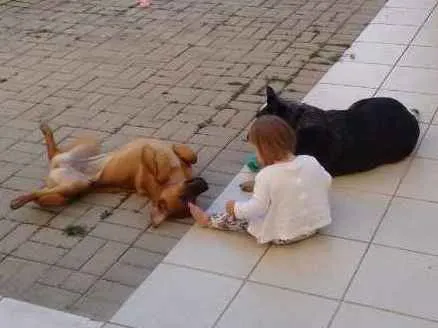 Cachorro ra a SRD e Blue heller idade 7 a 11 meses nome Dara e Breda