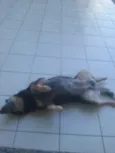 Dara e Breda