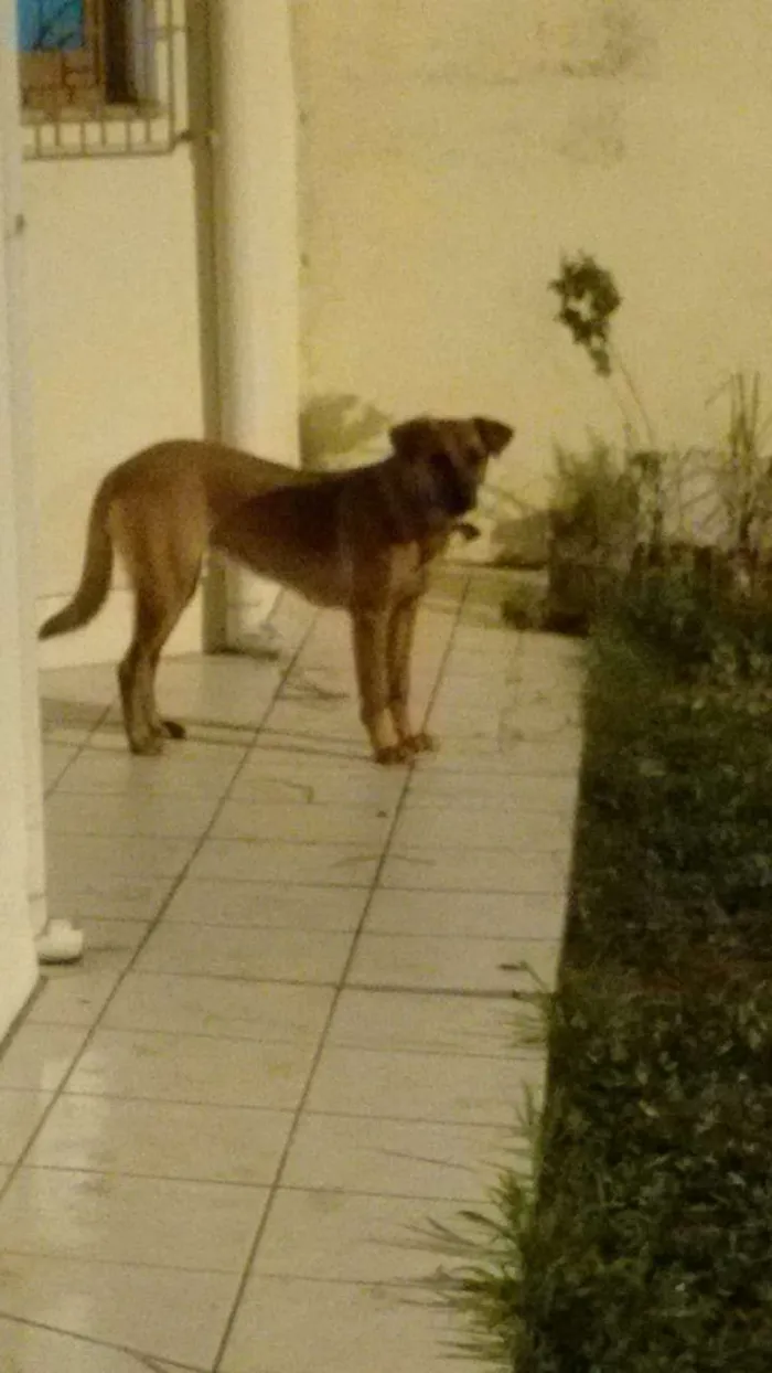 Cachorro ra a SRD e Blue heller idade 7 a 11 meses nome Dara e Breda