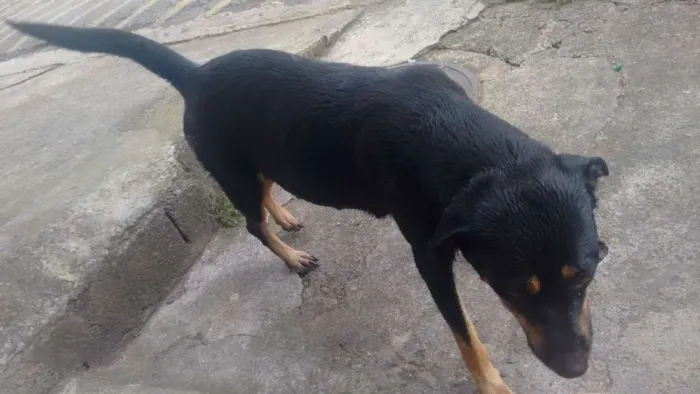 Cachorro ra a Rotwille idade 2 anos nome Pandora