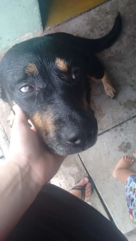 Cachorro ra a Rotwille idade 2 anos nome Pandora