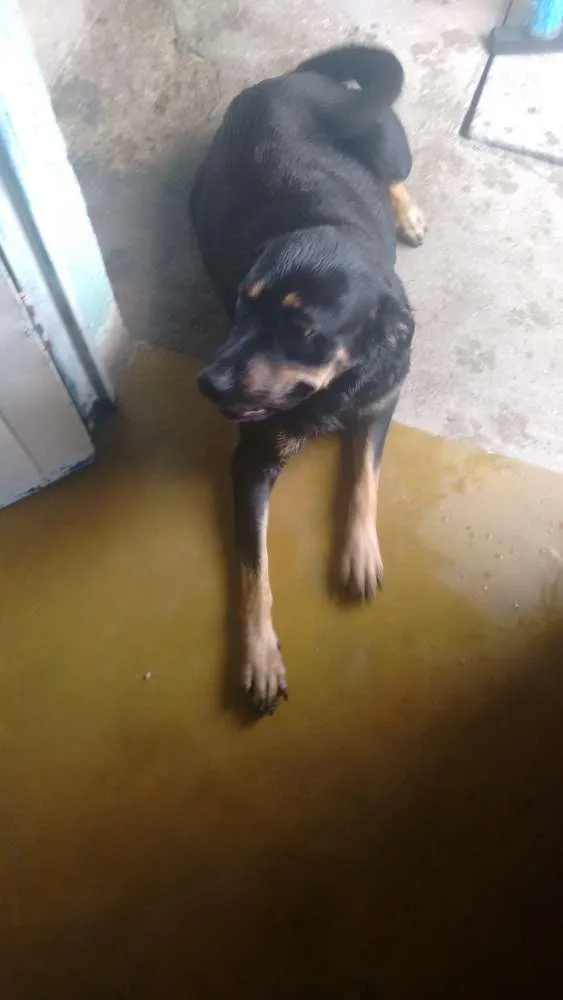 Cachorro ra a Rotwille idade 2 anos nome Pandora