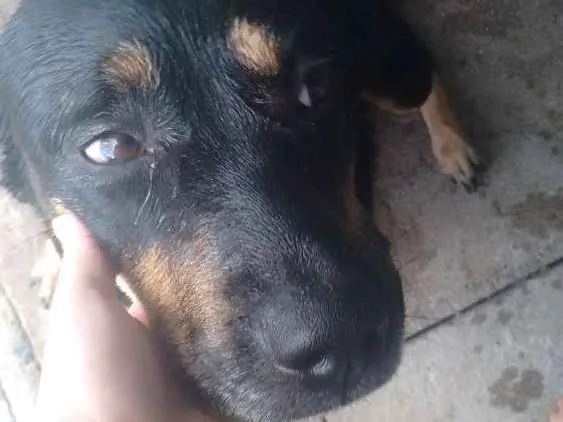 Cachorro ra a Rotwille idade 2 anos nome Pandora