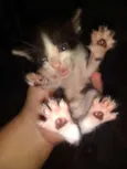 Gatinhos