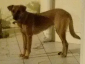Cachorro raça SRD e Blue heller idade 7 a 11 meses nome Dara e Breda