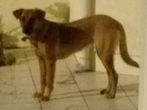 Cachorro ra a SRD e Blue heller idade 7 a 11 meses nome Dara e Breda