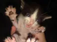 Gatinhos