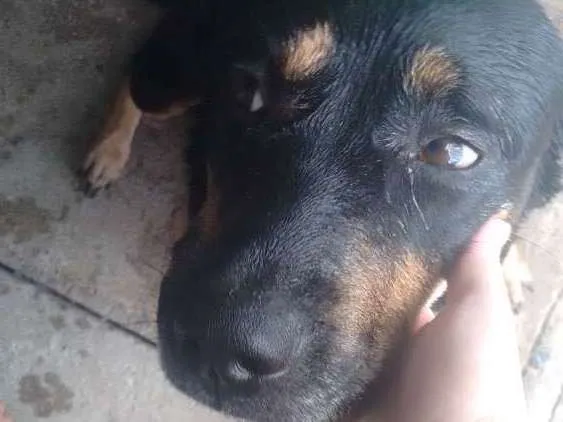 Cachorro ra a Rotwille idade 2 anos nome Pandora