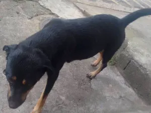 Cachorro raça Rotwille idade 2 anos nome Pandora