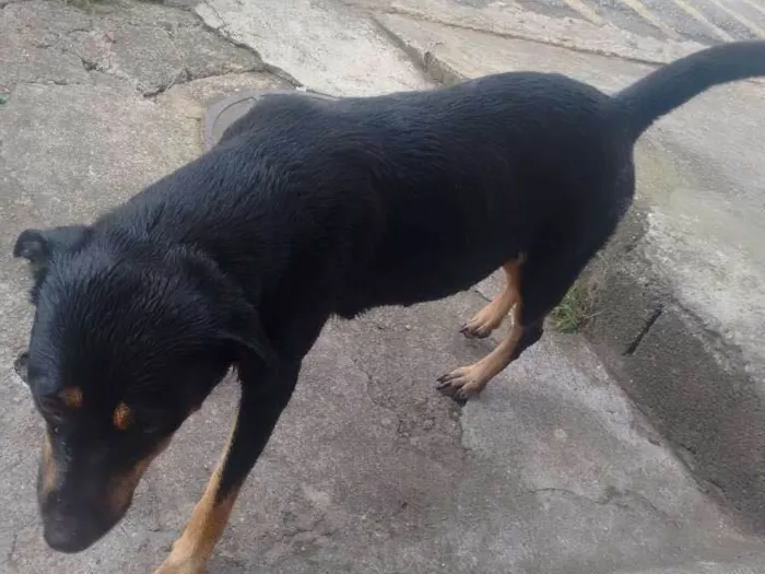 Cachorro ra a Rotwille idade 2 anos nome Pandora