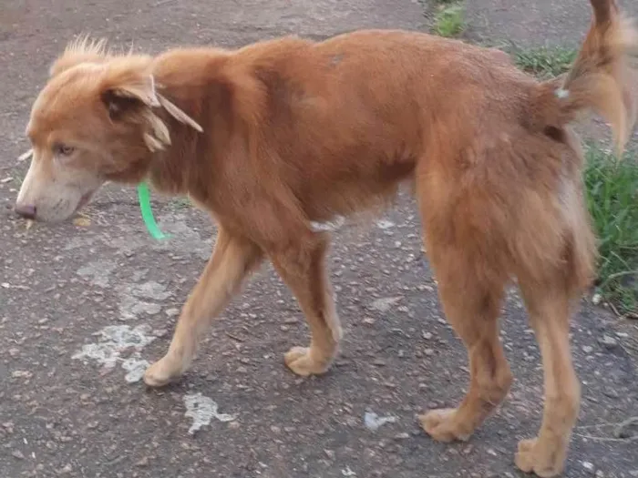 Cachorro ra a misturado idade 3 anos nome Tupã