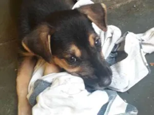 Cachorro raça Srd idade 2 a 6 meses nome Filhote