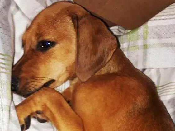 Cachorro ra a Srd idade 2 a 6 meses nome Mel