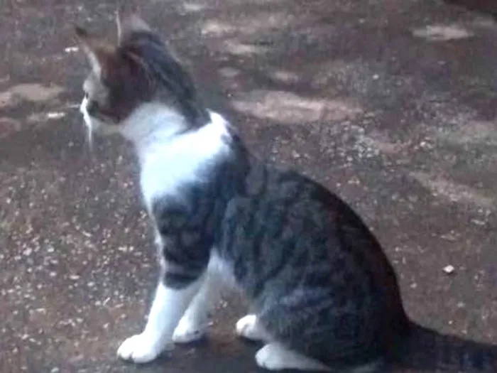 Gato raça Sem raça idade 2 a 6 meses nome Sem nome