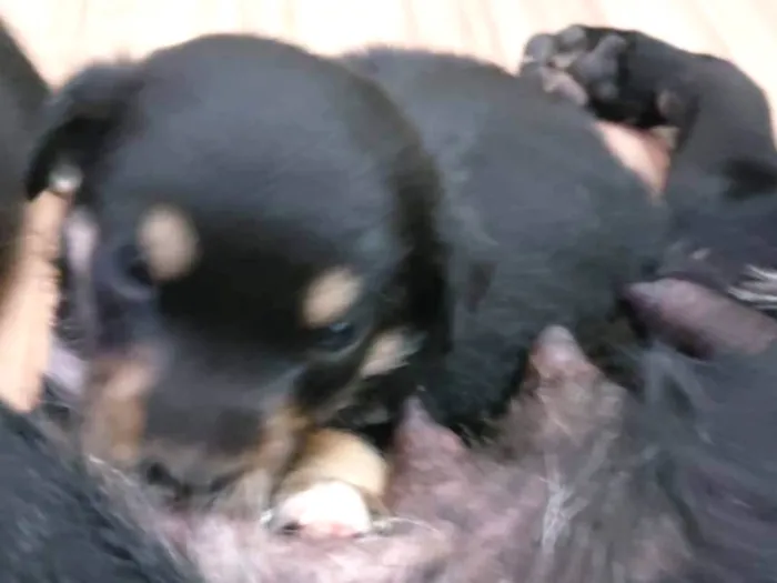 Cachorro ra a Vira lata idade Abaixo de 2 meses nome Filhotinho