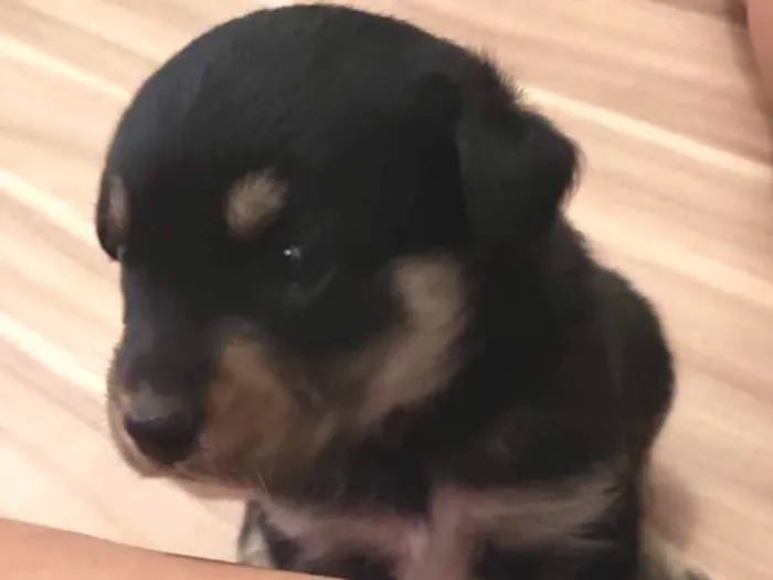Cachorro ra a Vira lata idade Abaixo de 2 meses nome Filhotinho