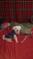 Bolinha