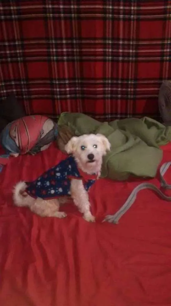 Cachorro ra a Maltês idade 5 anos nome Bolinha
