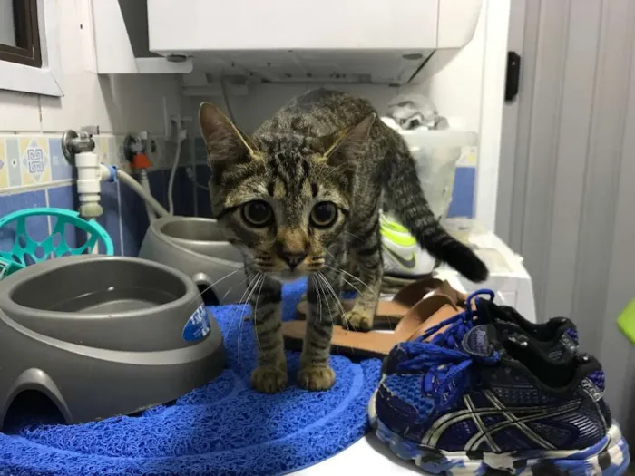 Gato ra a SRD idade 2 a 6 meses nome Sem nome ainda 