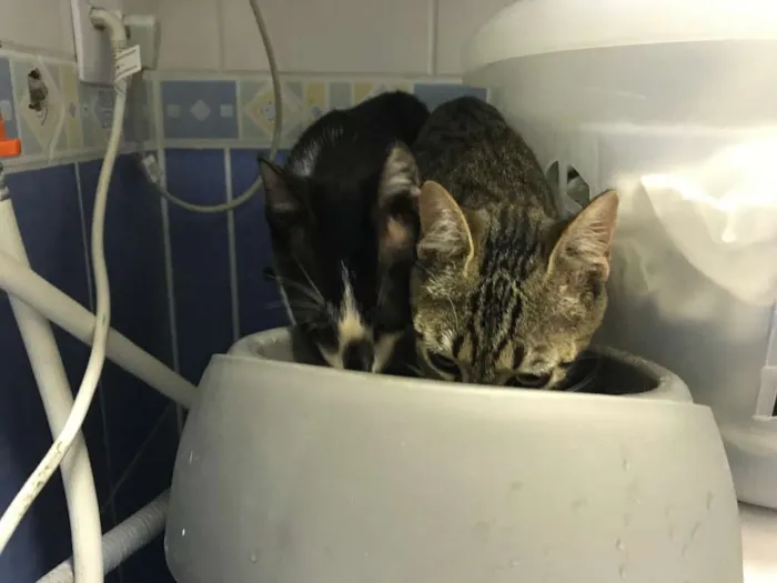 Gato ra a SRD idade 2 a 6 meses nome Sem nome ainda 