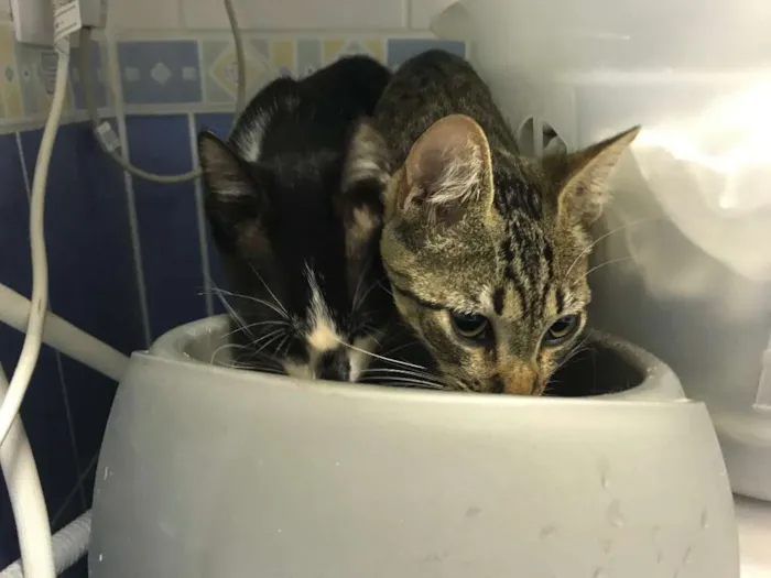 Gato ra a SRD idade 2 a 6 meses nome Sem nome ainda 