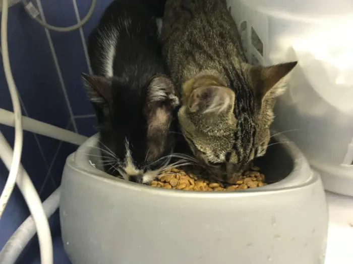 Gato ra a SRD idade 2 a 6 meses nome Sem nome ainda 