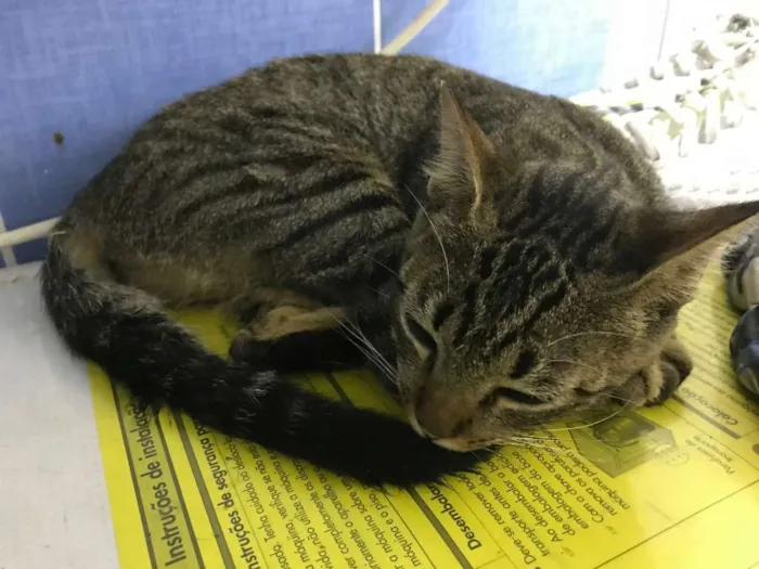 Gato ra a SRD idade 2 a 6 meses nome Sem nome ainda 