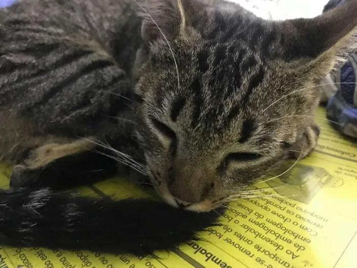 Gato ra a SRD idade 2 a 6 meses nome Sem nome ainda 