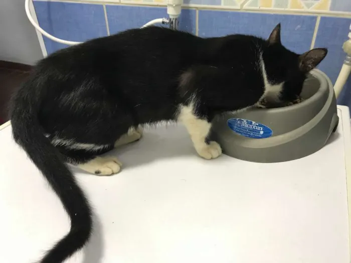 Gato ra a SRD idade 2 a 6 meses nome Sem nome ainda 